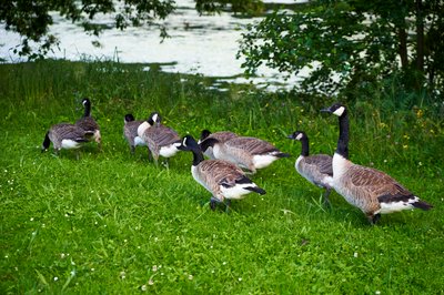 Canada Geese Family Part 3 [July 2021] #6