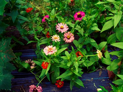 My Plants 2025 summer #9