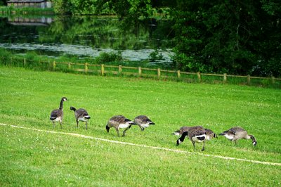 Photo from gallery Canada Geese Family Part 2 [June 2021] taken on 2021-06-21 19:59:33 at Yvelines by DrJLT