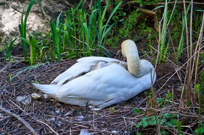 Mute Swan Family 1 [May 2021] #10