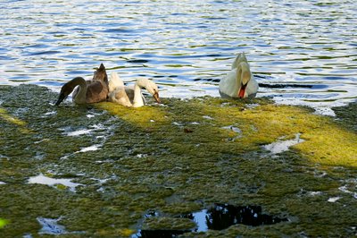 Mute Swan Family 2 [Aug 2021] #41