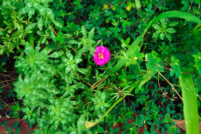 My Plants 2025 summer #4