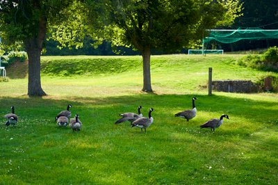 Canada Geese Aug 2021 #36