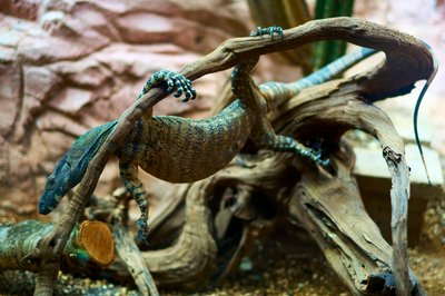 Kunming Zoo 2025 #8