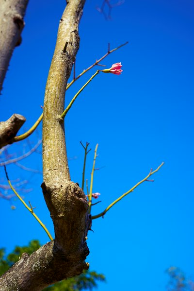 Zhongshan Parks 202601 #19