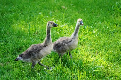 Canada Geese Family Part 2 [June 2021] #12
