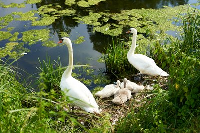 Photo from gallery Mute Swan Family 2 [June-July 2021] taken on 2021-07-23 17:45:29 at Yvelines by DrJLT