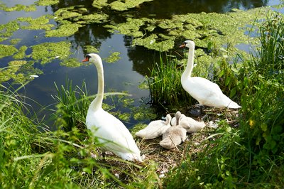 Mute Swan Family 2 [June-July 2021] #27