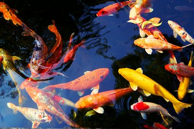 Zhongshan Parks 202601 #56