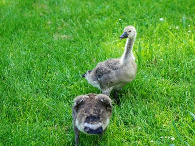 Canada Geese Family Part 2 [June 2021] #11