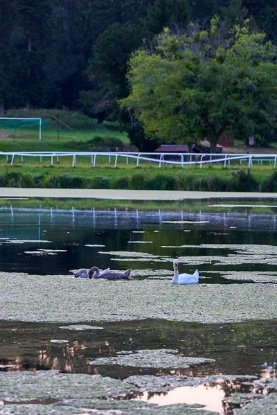 Mute Swan Family 2 [Aug 2021] #31