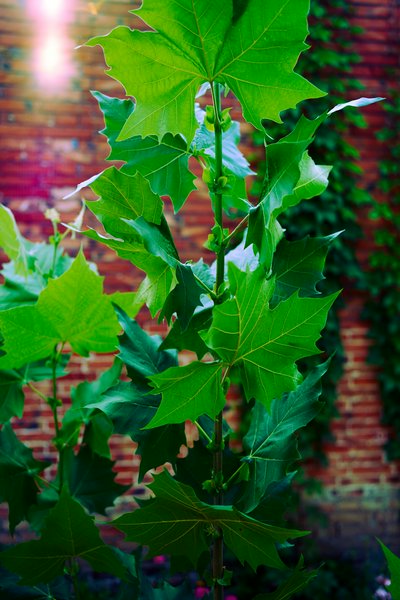 My Plants 2025 summer #31