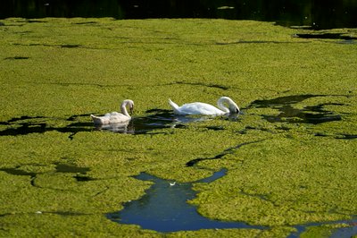 Photo from gallery Mute Swan Family 2 [Aug 2021] taken on 2021-08-20 17:52:28 at Yvelines by DrJLT