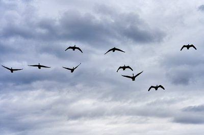 Canada Geese Aug 2021 #11