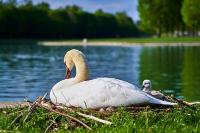 Photo from gallery Swans (New-Born Cygnets) @ Versailles, Spring 201905 taken on 2019:04:29 18:04:29 at Versailles by DrJLT
