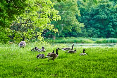 Canada Geese Family Part 2 [June 2021] #28