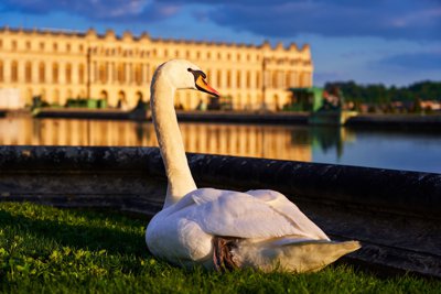 Photo from gallery Versailles (Park, Chateau, Fountain, Swan, Coot), Spring 201905 taken on 2019:04:29 19:57:28 at Versailles by DrJLT