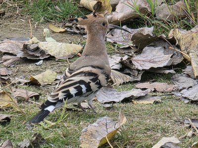 Kaifeng 2025 phone #8