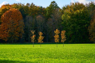 Park of Versailles, Autumn 2020 #21