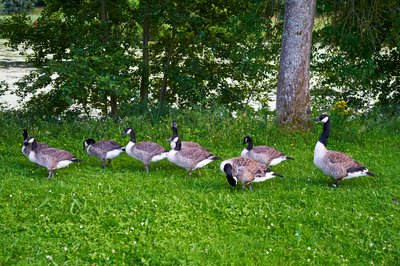 Photo from gallery Canada Geese Family Part 3 [July 2021] taken on 2021-07-03 20:19:48 at Yvelines by DrJLT