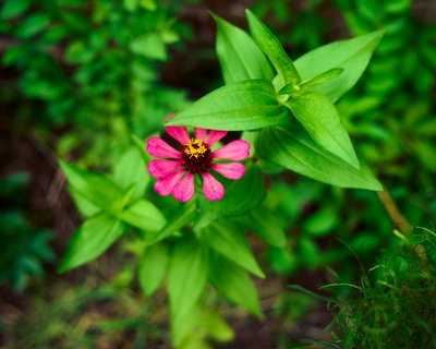 My Plants 2025 summer #10