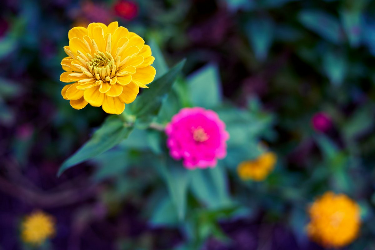 Hero Image for My Plants 2025 H2