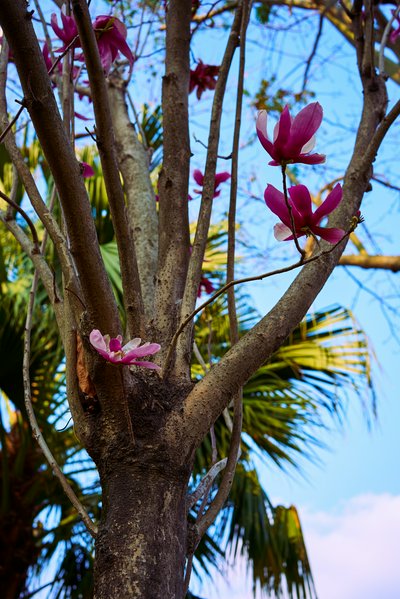 Zhongshan 202602 #49