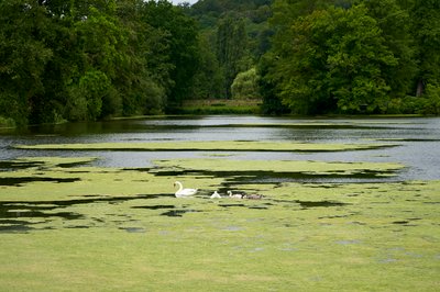 Mute Swan Family 2 [Aug 2021] #11