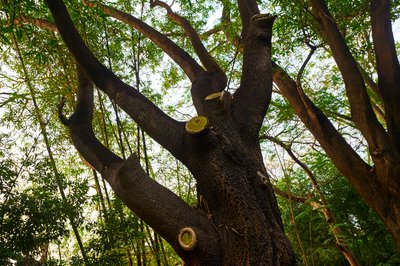 Zhongshan Parks 202603 #47