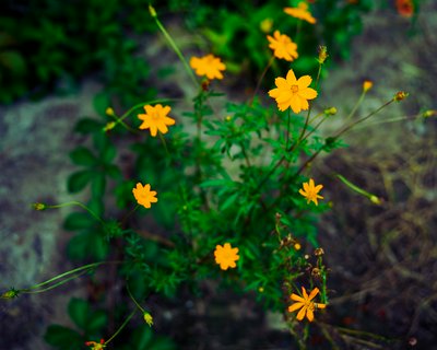 My Plants 2025 summer #26