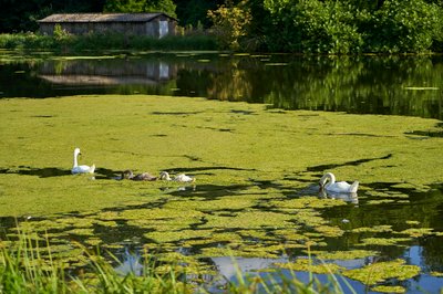 Photo from gallery Mute Swan Family 2 [Aug 2021] taken on 2021-08-20 17:50:27 at Yvelines by DrJLT