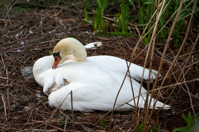 Mute Swan Family 1 [May 2021] #5