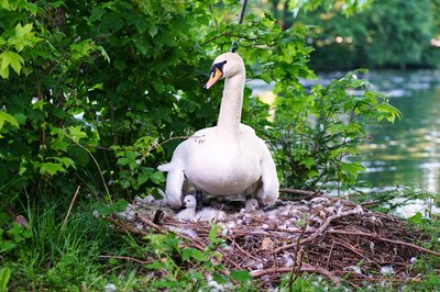 Photo from gallery Mute Swan Family 2 [June-July 2021] taken on 2021-06-13 20:24:29 at Yvelines by DrJLT