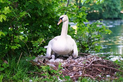 Mute Swan Family 2 [June-July 2021] #5