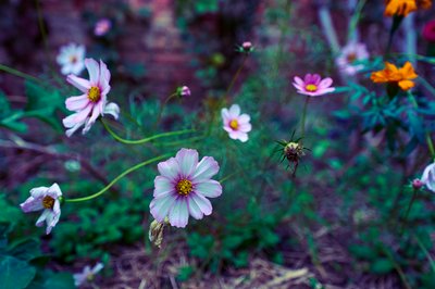 My Plants 2025 H2 #9