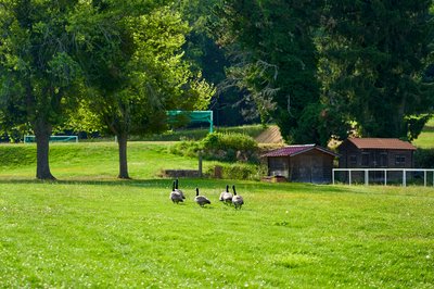 Canada Geese Aug 2021 #31