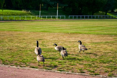 Photo from gallery Canada Geese Aug 2021 taken on 2021-08-20 18:01:49 at Yvelines by DrJLT