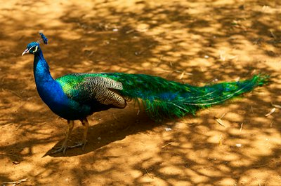 Kunming Zoo 2025 #35