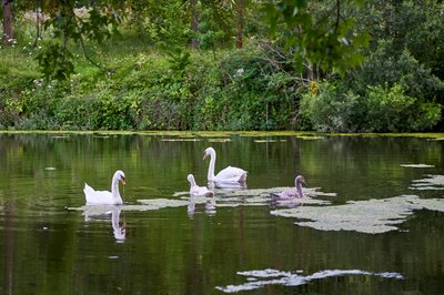 Mute Swan Family 2 [Aug 2021] #15