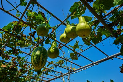 Zhongshan 202602 #34