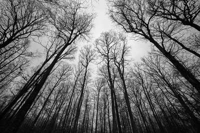 Senonches Forest [Nov 2021] #28