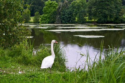 Mute Swan Family 2 [Aug 2021] #2