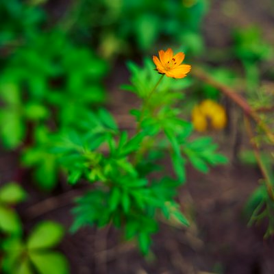 My Plants 2025 summer #7