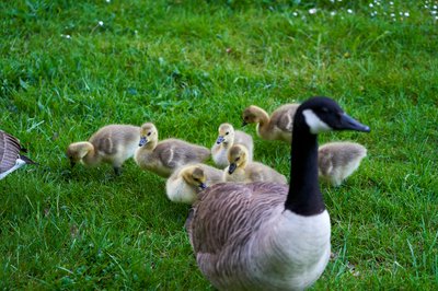 Canada Goose Family Part 1 [May 2021] #10