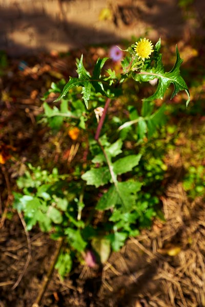 My Plants 2025 H2 #21