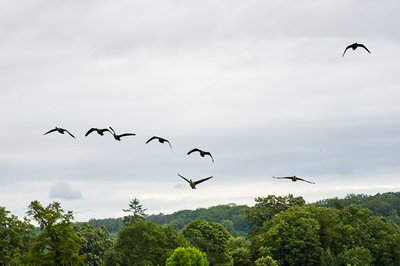 Canada Geese Aug 2021 #9