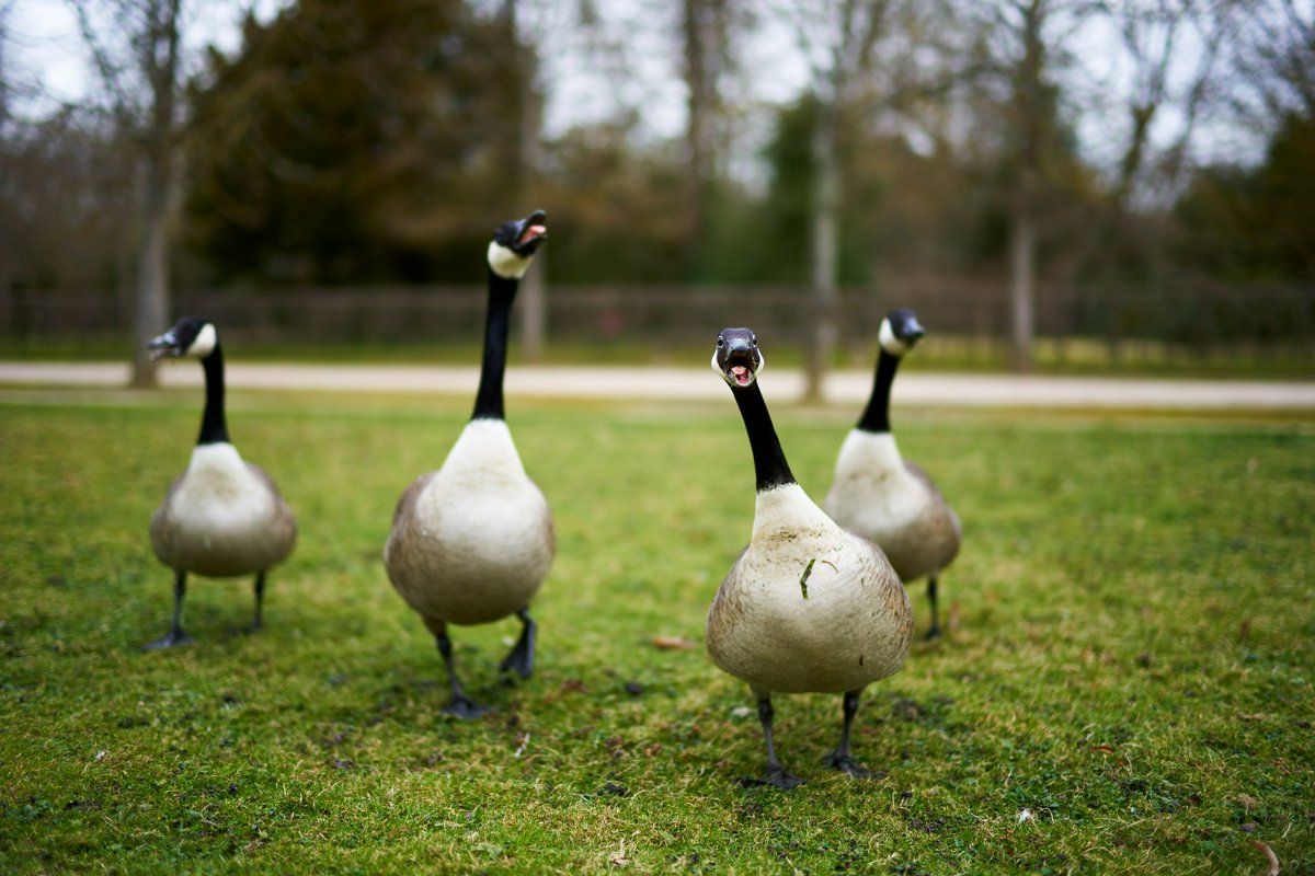Hero Image for Rambouillet [Park, Canada Geese | Feb 2022]