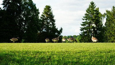 Canada Geese Family Part 2 [June 2021] #20