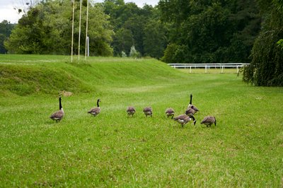 Photo from gallery Canada Geese Aug 2021 taken on 2021-08-05 16:54:46 at Yvelines by DrJLT