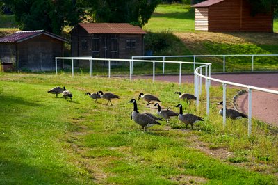 Photo from gallery Canada Geese Aug 2021 taken on 2021-08-20 18:05:19 at Yvelines by DrJLT
